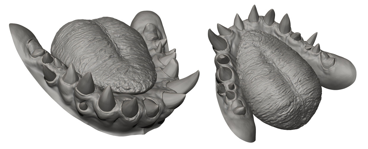 Tongue and teeth modelled in Zbrush 