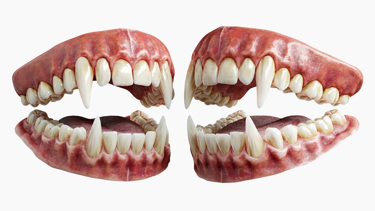 Vampire 3d Teeth model with gums.