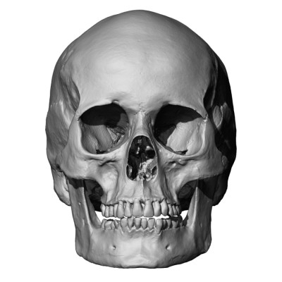 a) 3D model of a human head; (b) cut in the skull and scalp in the