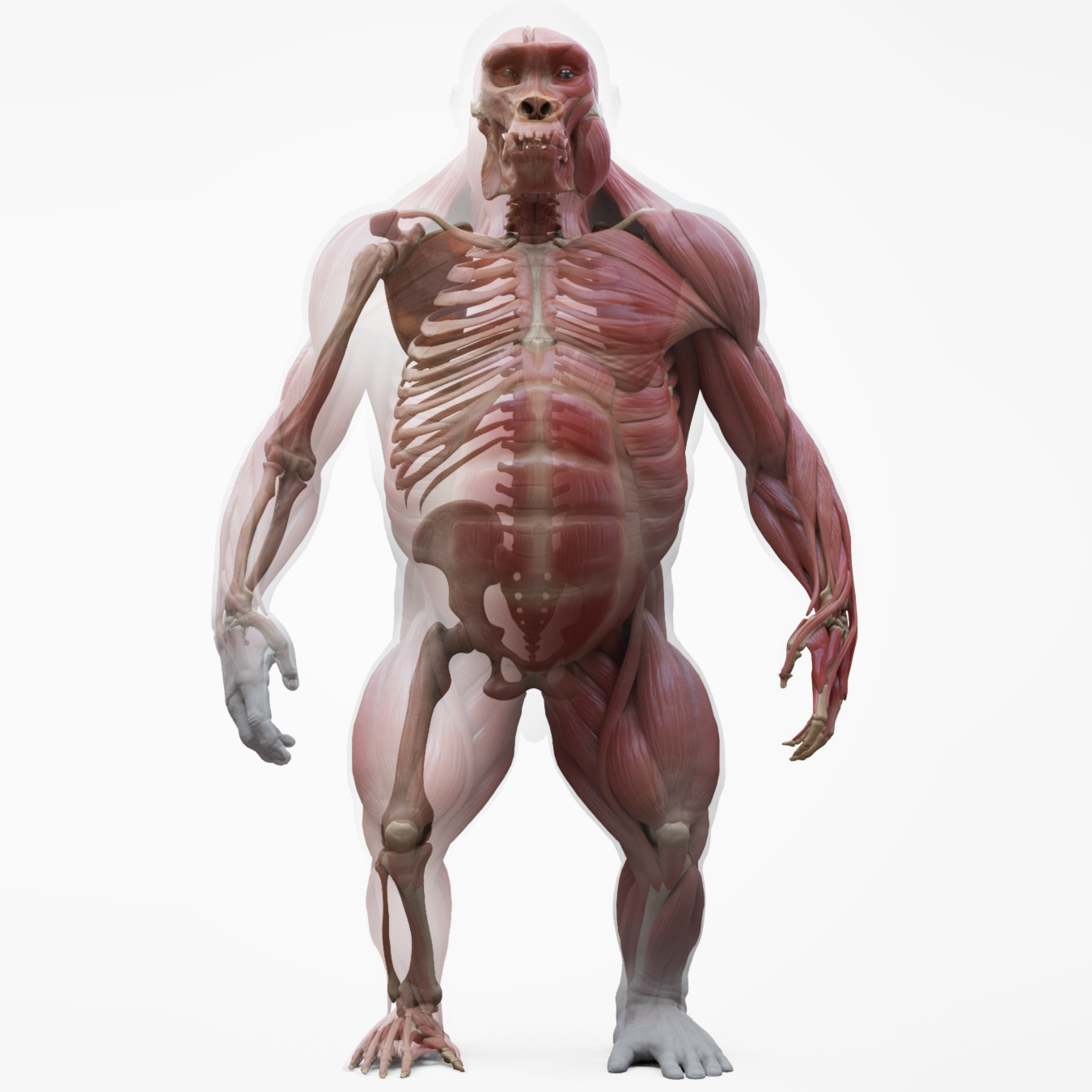 Detail of a male anatomical ecorche model, displaying muscles