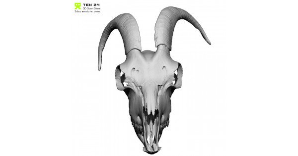 Goat Skull