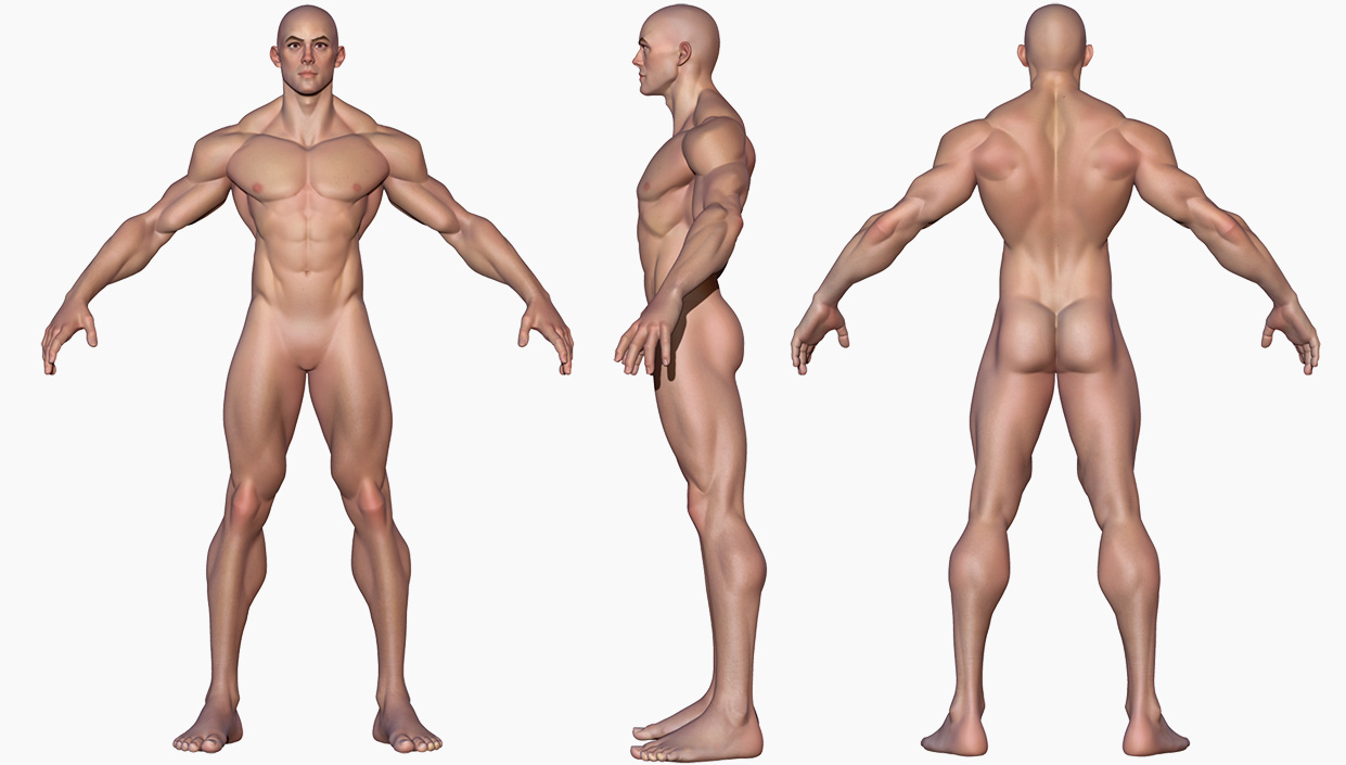 Download muscular Male base mesh 3d model